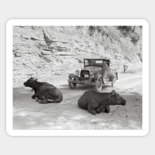 Cows Blocking Road, 1940. Vintage Photo Sticker